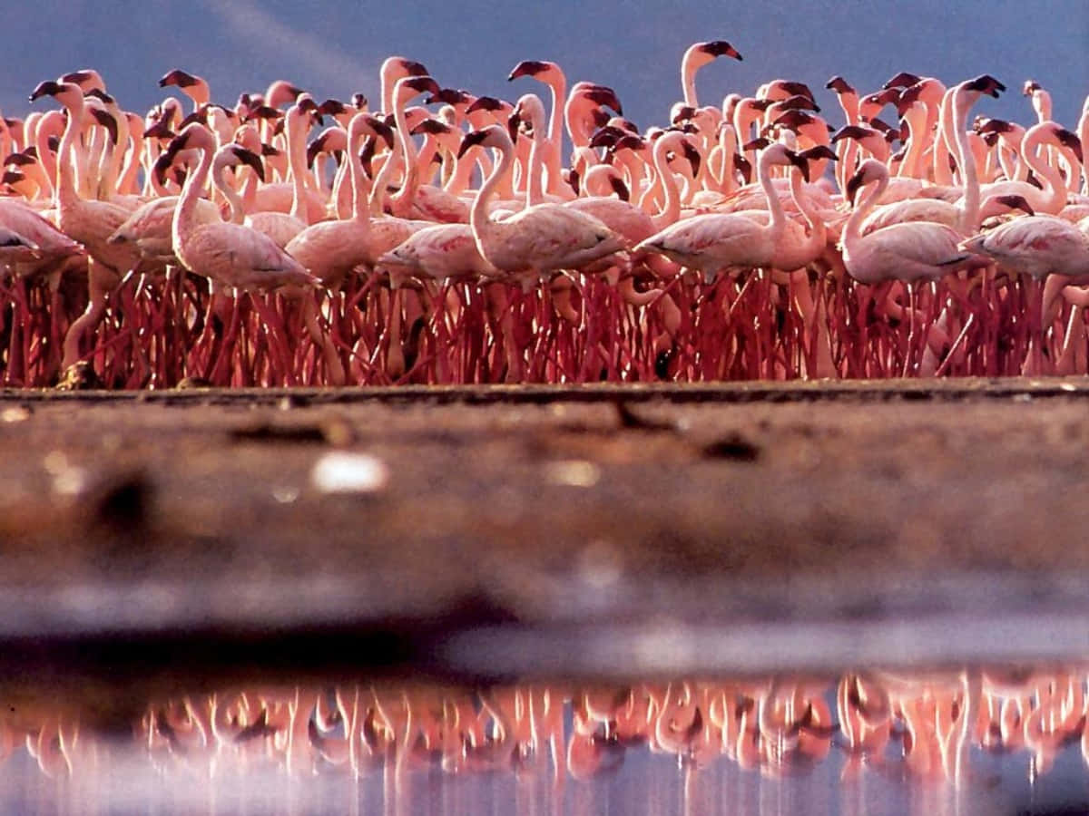 A Flock of Vibrant Pink Flamingos by the Water Wallpaper