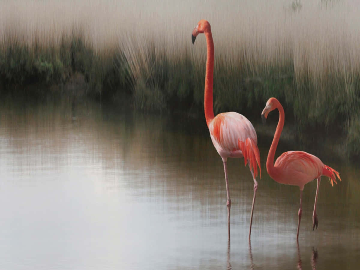 A graceful gathering of pink flamingos by the water Wallpaper