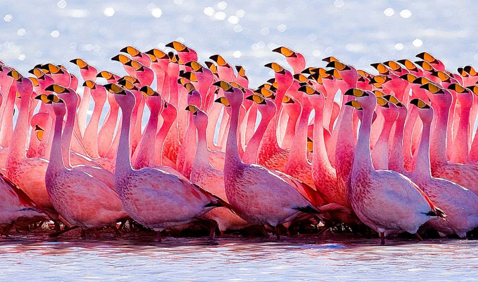 A group of beautiful Pink Flamingos basking under the sun in nature Wallpaper
