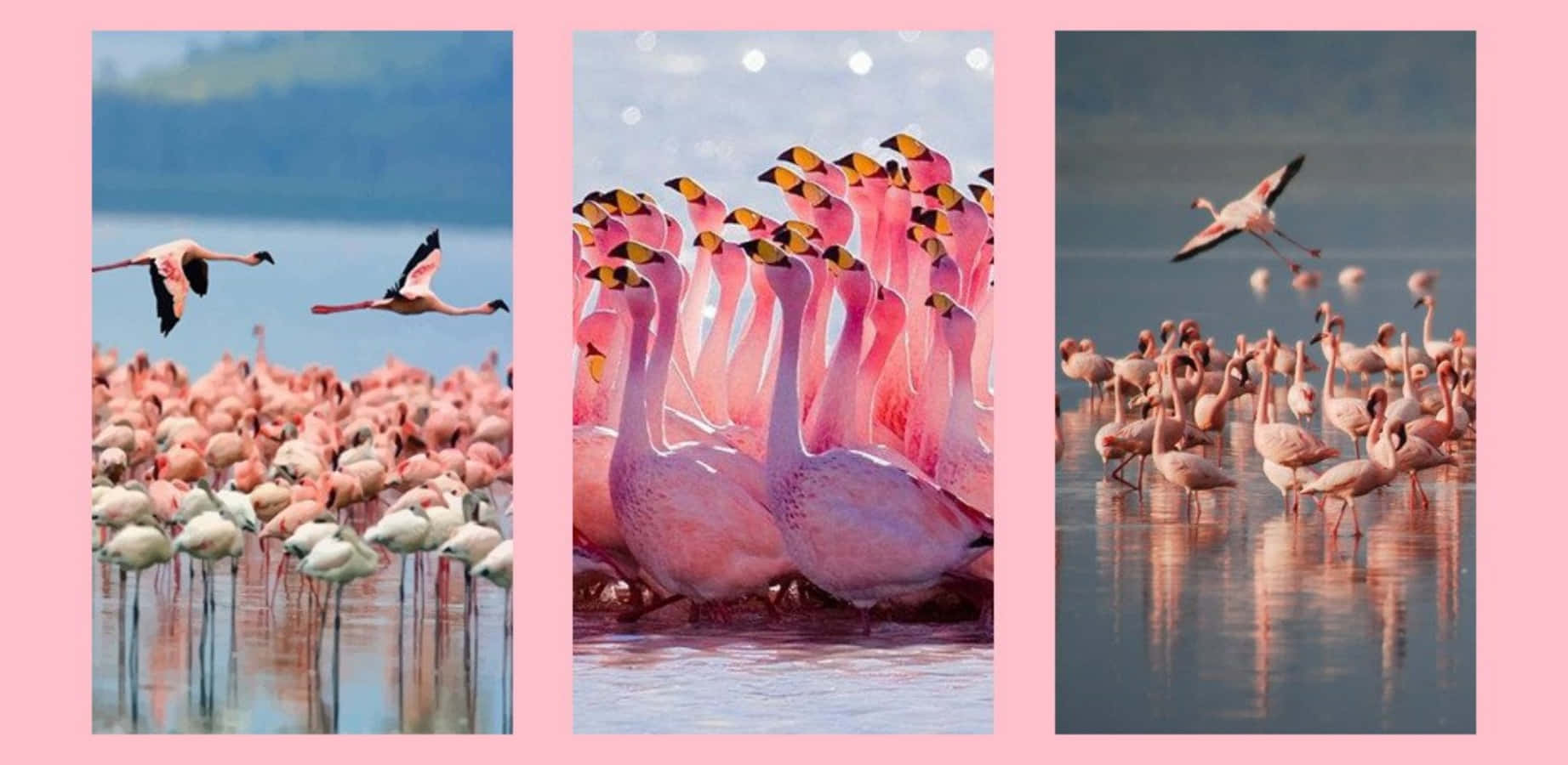 A Flock of Pink Flamingos GracefullyStanding in the Water Wallpaper