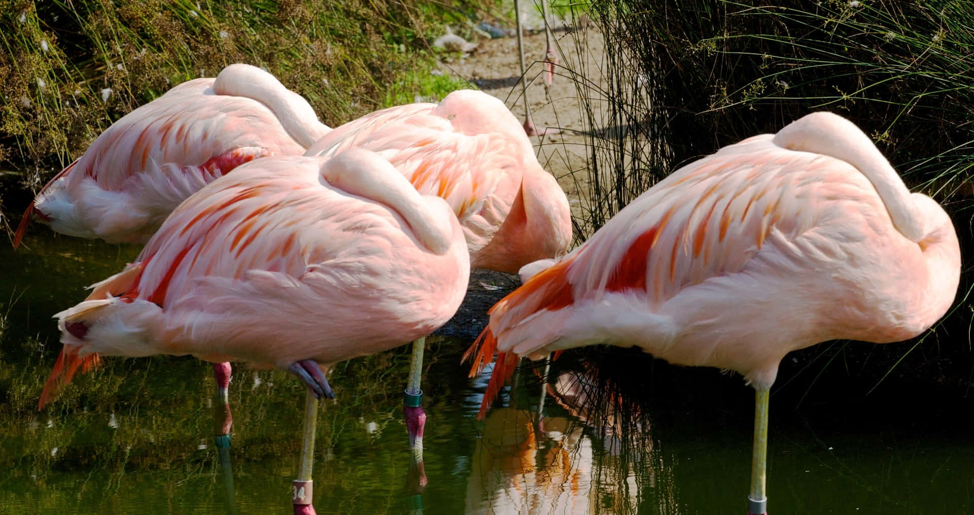 Caption: A Gathering of Flamingos at Sunset Wallpaper