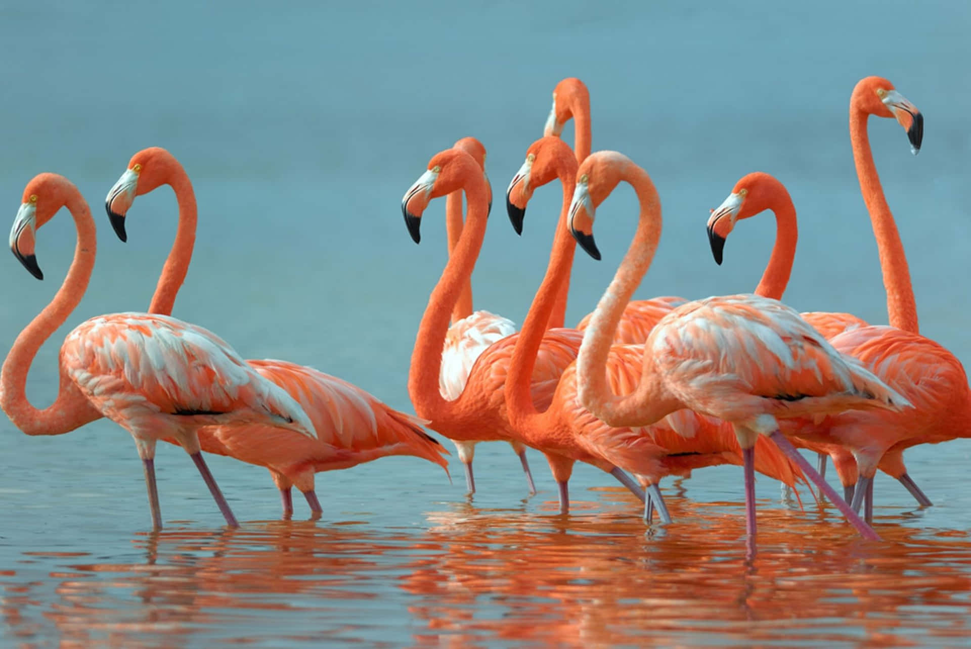 A Flock of Pink Flamingos in their Natural Habitat Wallpaper