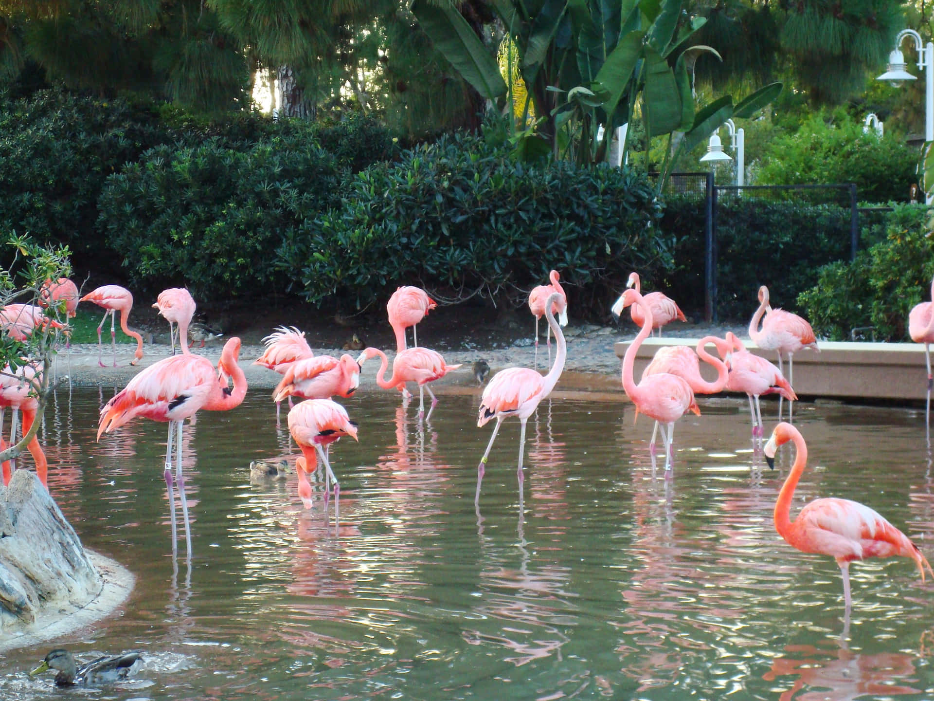 A Vibrant Flock of Pink Flamingos Wallpaper