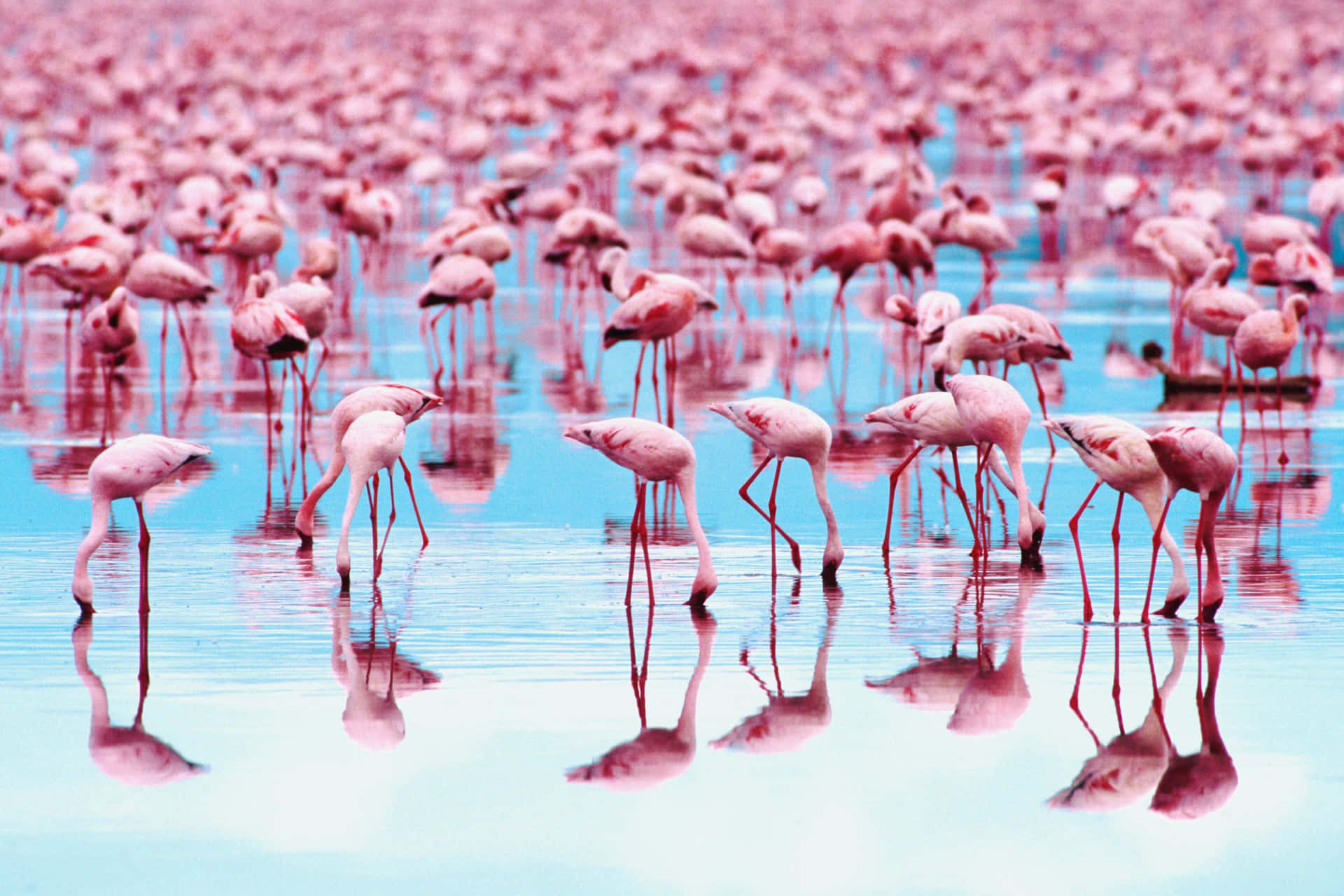 A flock of pink flamingos wading in a serene water setting Wallpaper