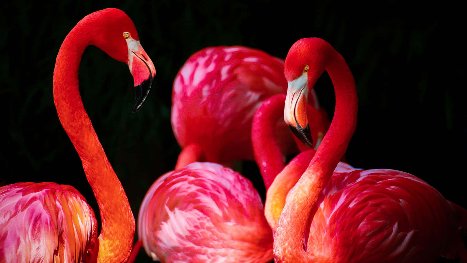 Flamencosrosados Majestuosos Reunidos En Un Pintoresco Lago. Fondo de pantalla