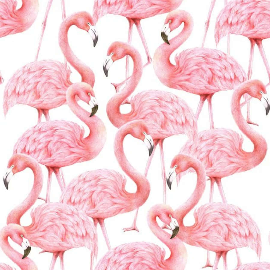 A Flock of Pink Flamingos in a Serene Environment Wallpaper
