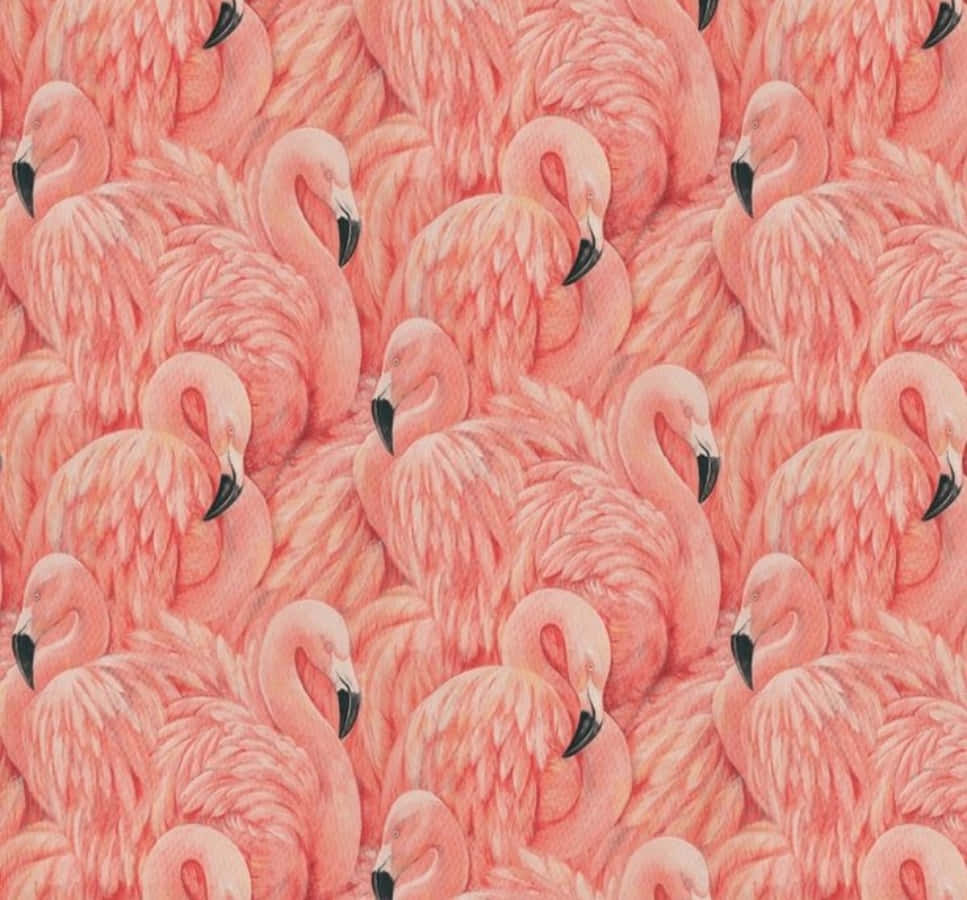 A Flock of Pink Flamingos Gathered at the Water's Edge Wallpaper