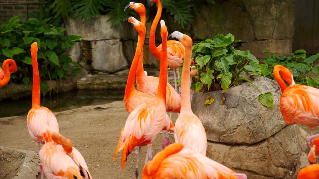Flamencosrosados En El Zoológico Fondo de pantalla
