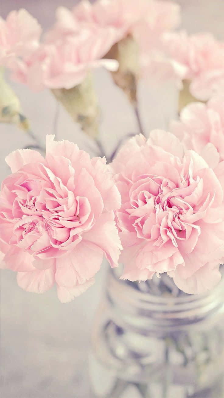 pink karnationer i et glas vase Wallpaper