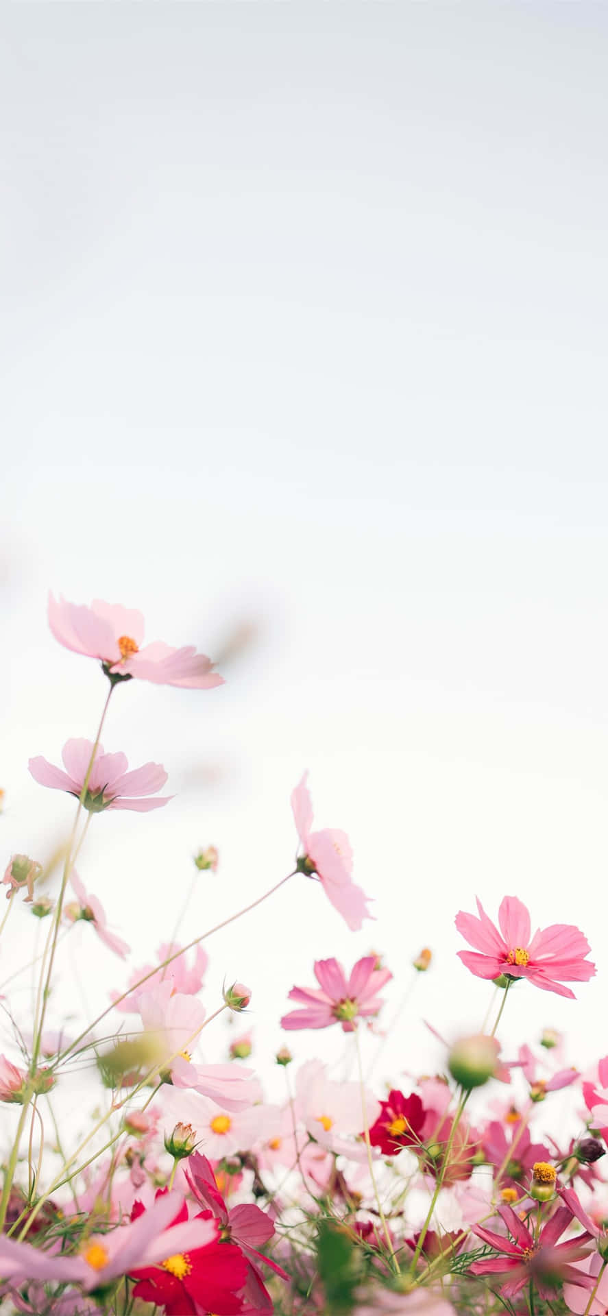 lyserøde blomster i luften med en blå himmel baggrund Wallpaper