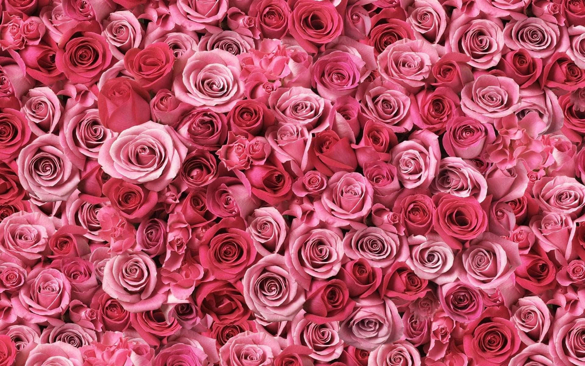 Ungrande Muro Di Rose Rosa