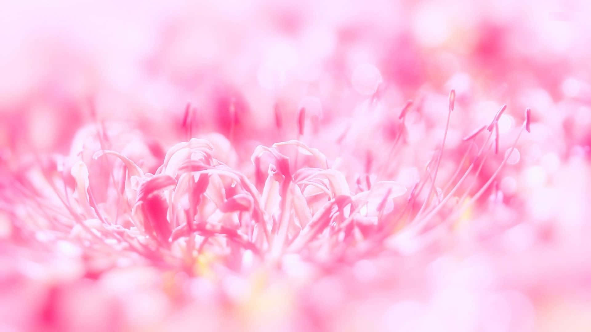 Ettæt Billede Af En Pink Blomst