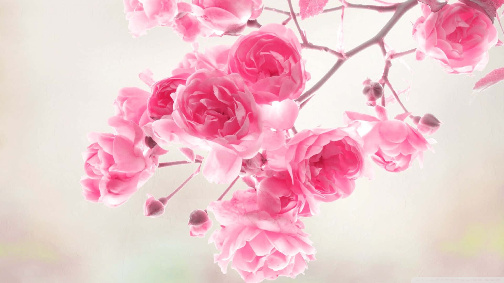 Unosfondo Floreale Rosa Delicato Perfetto Per Ogni Occasione