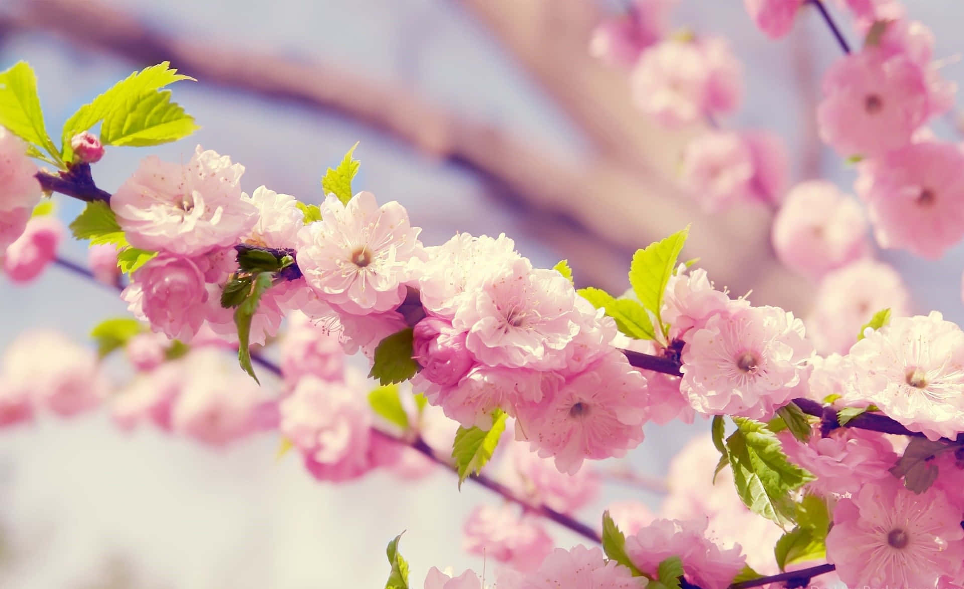 Pink Cherry Blossoms On A Branch With Green Leaves