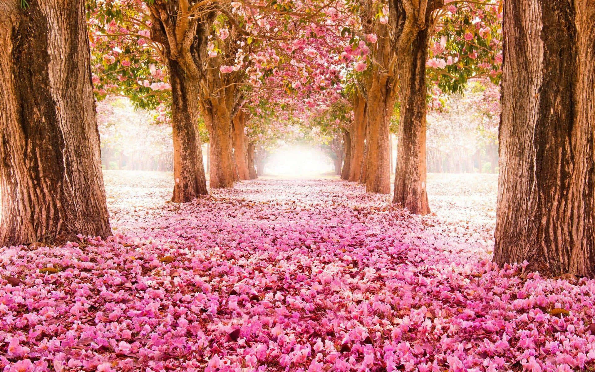 A Pink Pathway Lined With Trees And Flowers
