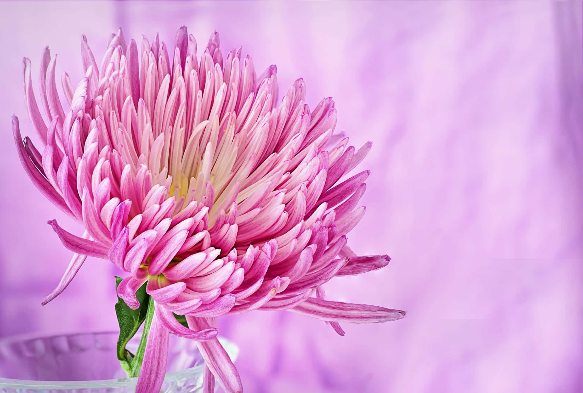 Blomstrandeskönhet - Rosa Blommigt Bakgrund