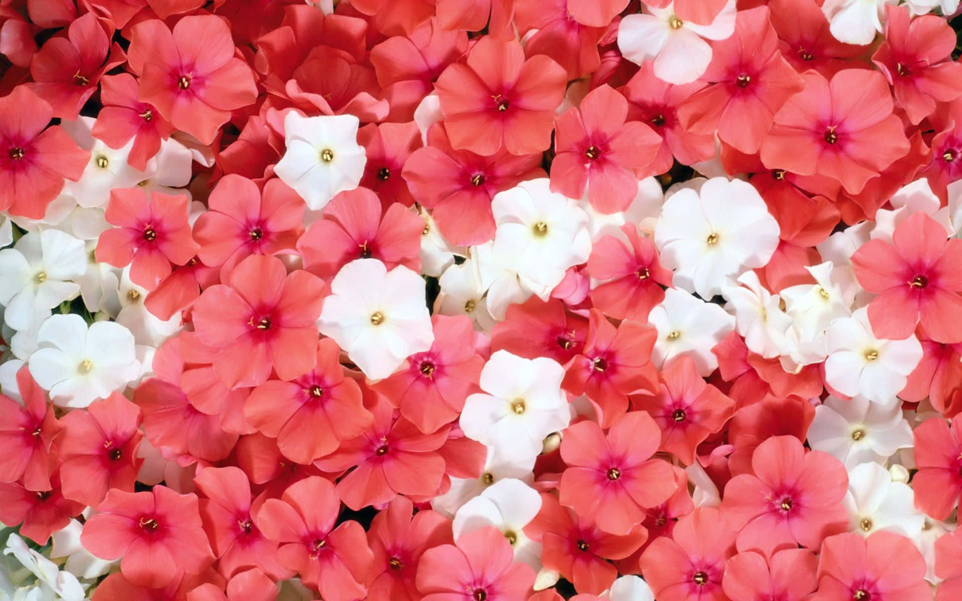 A Close Up Of Red And White Flowers