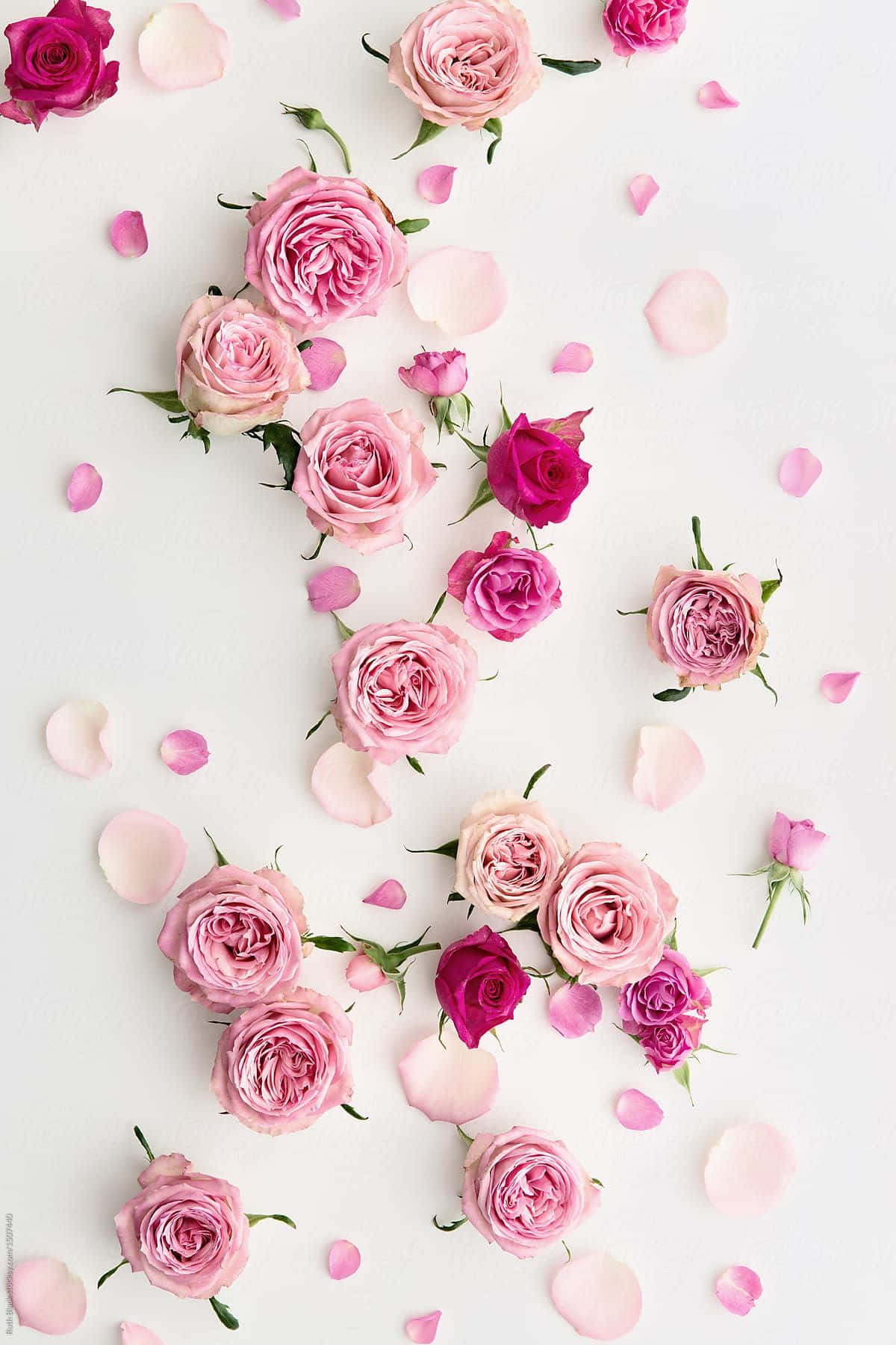 Pink roser på en hvid baggrund af Samantha McCarthy for Stocksy United Wallpaper