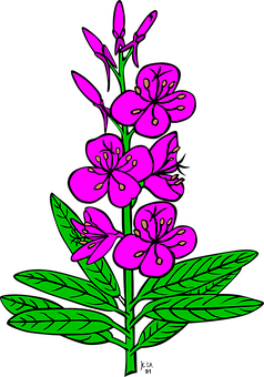 Pink Floral Illustrationon Black Background PNG