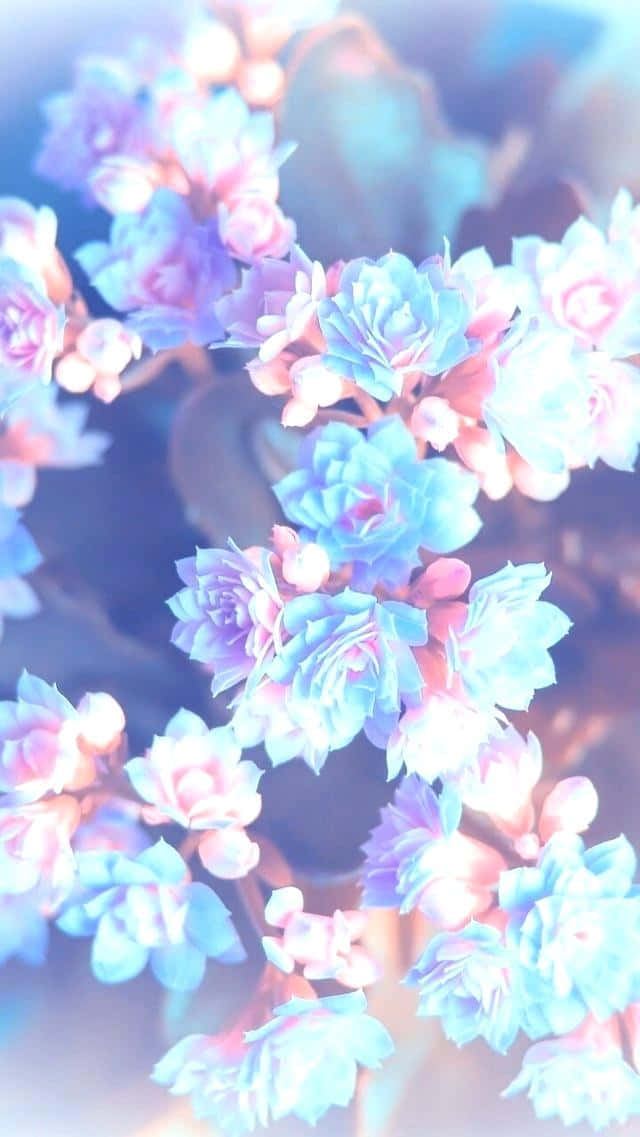 Eineblaue Und Pinke Blume Mit Einem Blauen Hintergrund. Wallpaper