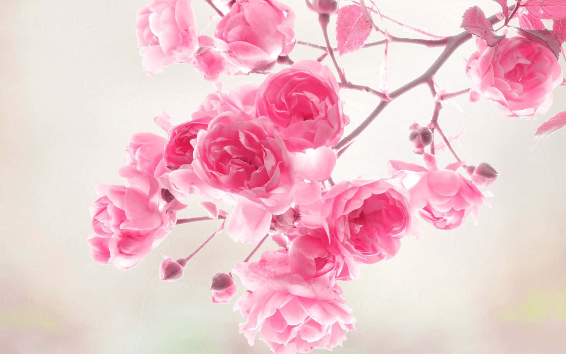 Et forår af bløde pink blomster Wallpaper