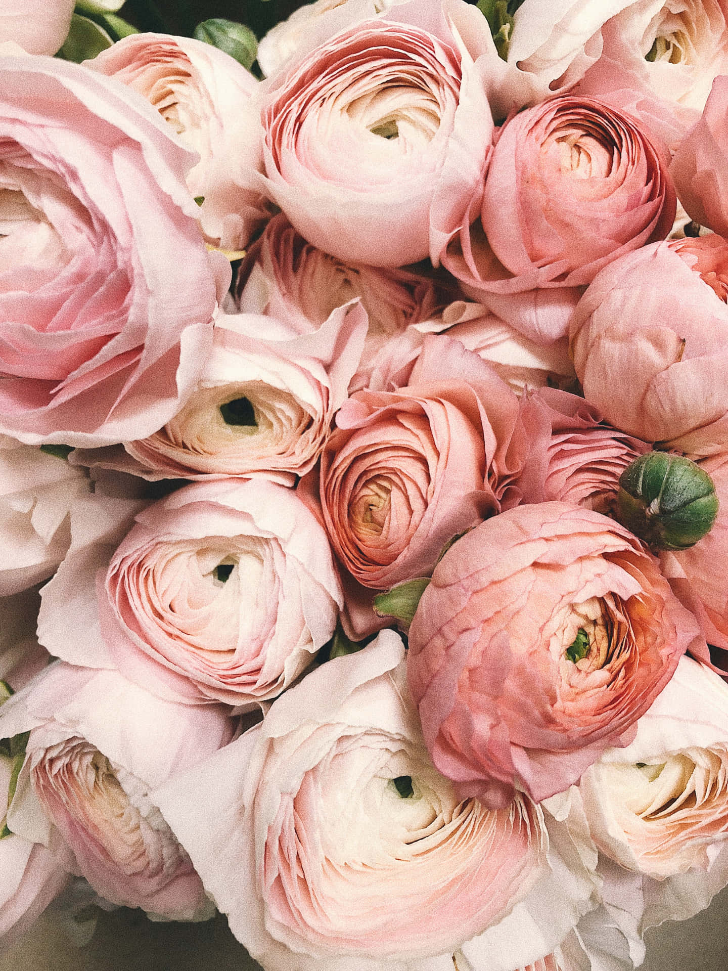 Zarteund Romantische Rosa Blumenmuster Wallpaper