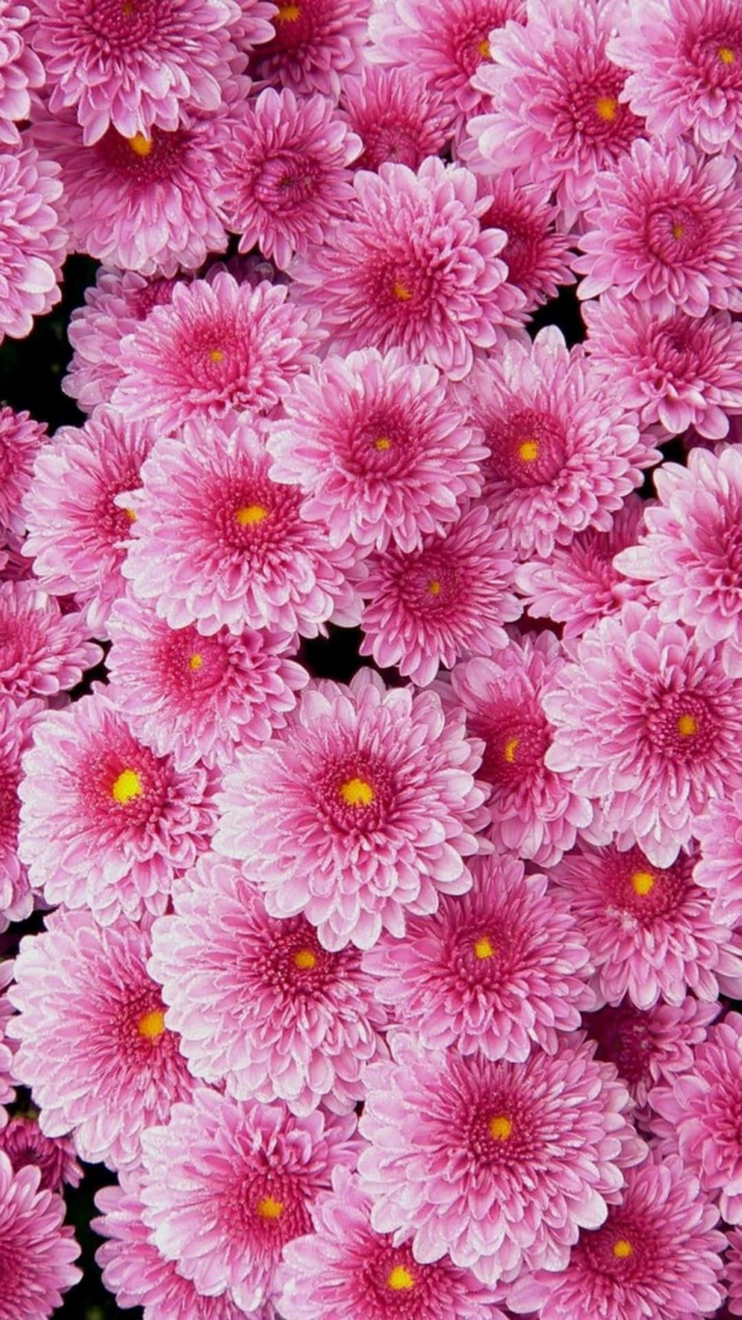 A Close Up Of Pink Flowers In A Pot Wallpaper