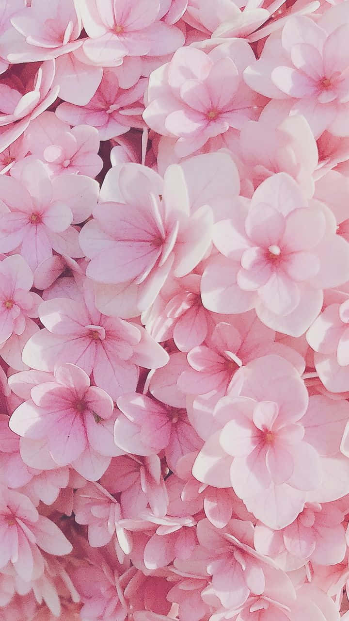“Et smukt mønster af pink blomster mod et hvidt baggrund.” Wallpaper