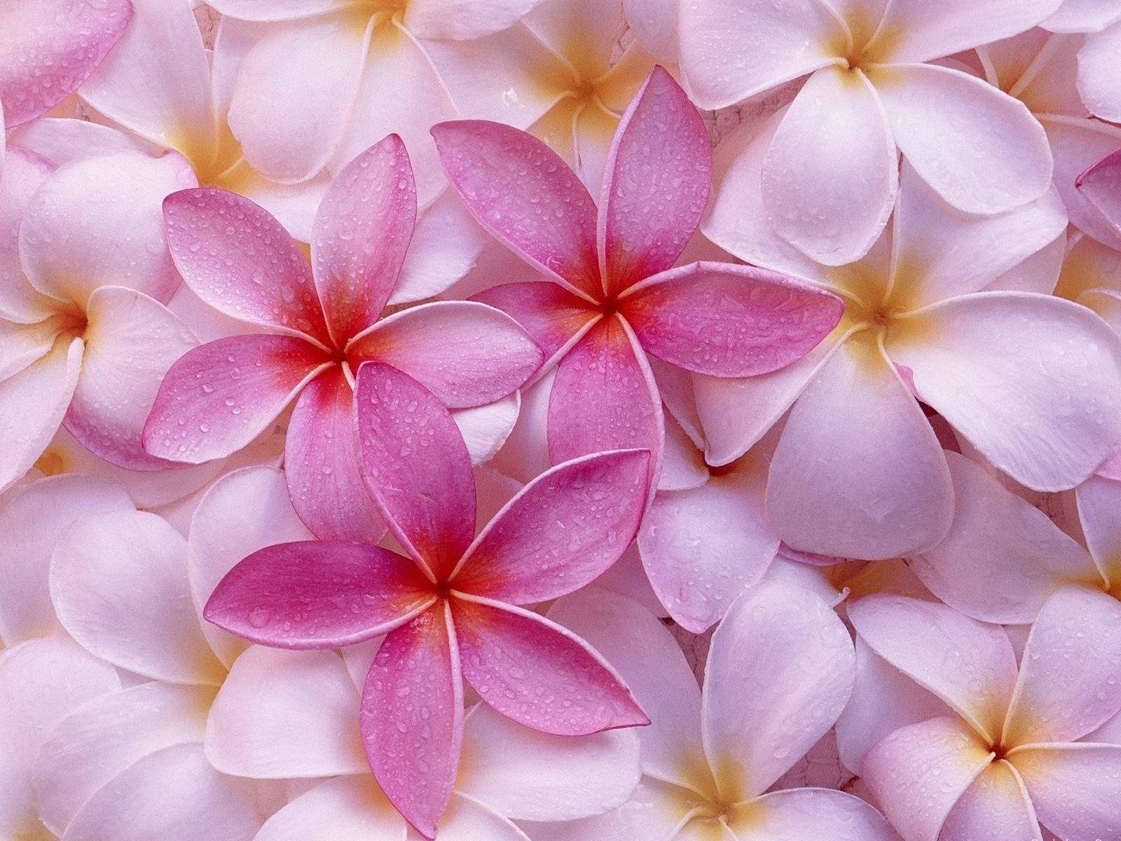 Pink Flower Among White Wallpaper