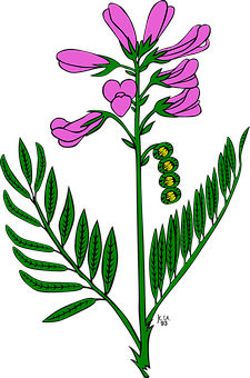 Pink_ Flower_and_ Fern_ Illustration PNG