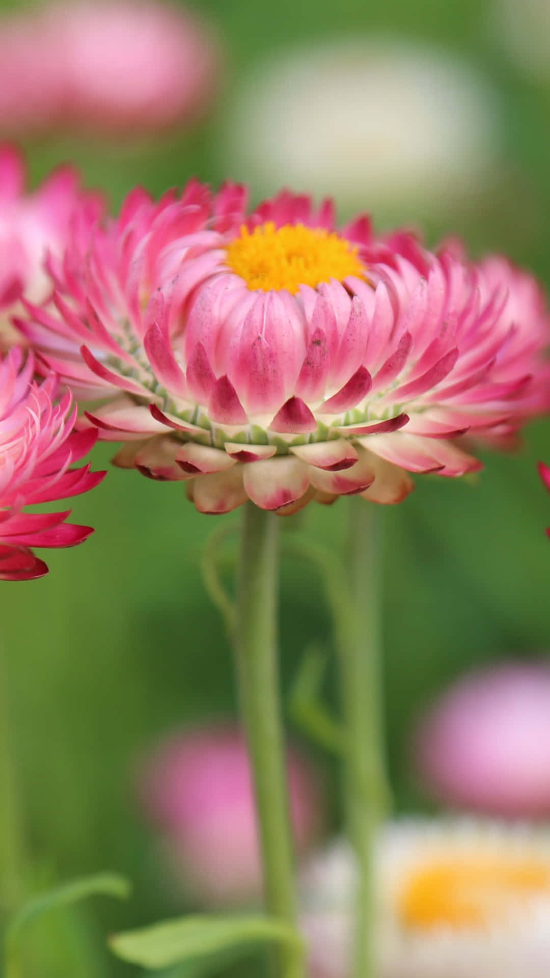 A beautiful pink flower takes center stage in this stunning wallpaper