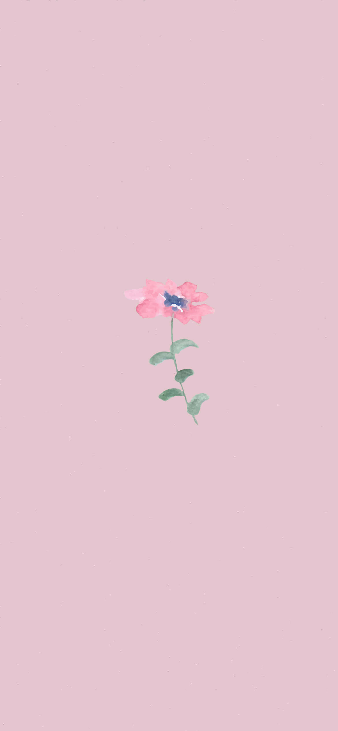 Enpink Blomst På En Pink Baggrund.