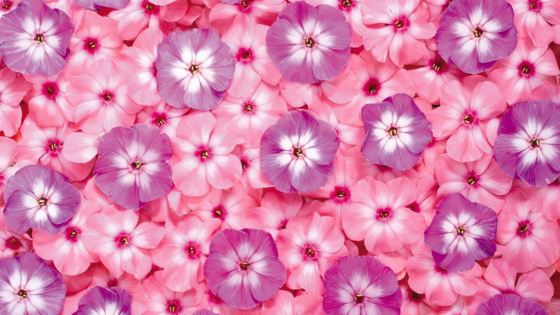 A close-up of a beautiful pink flower in full bloom.