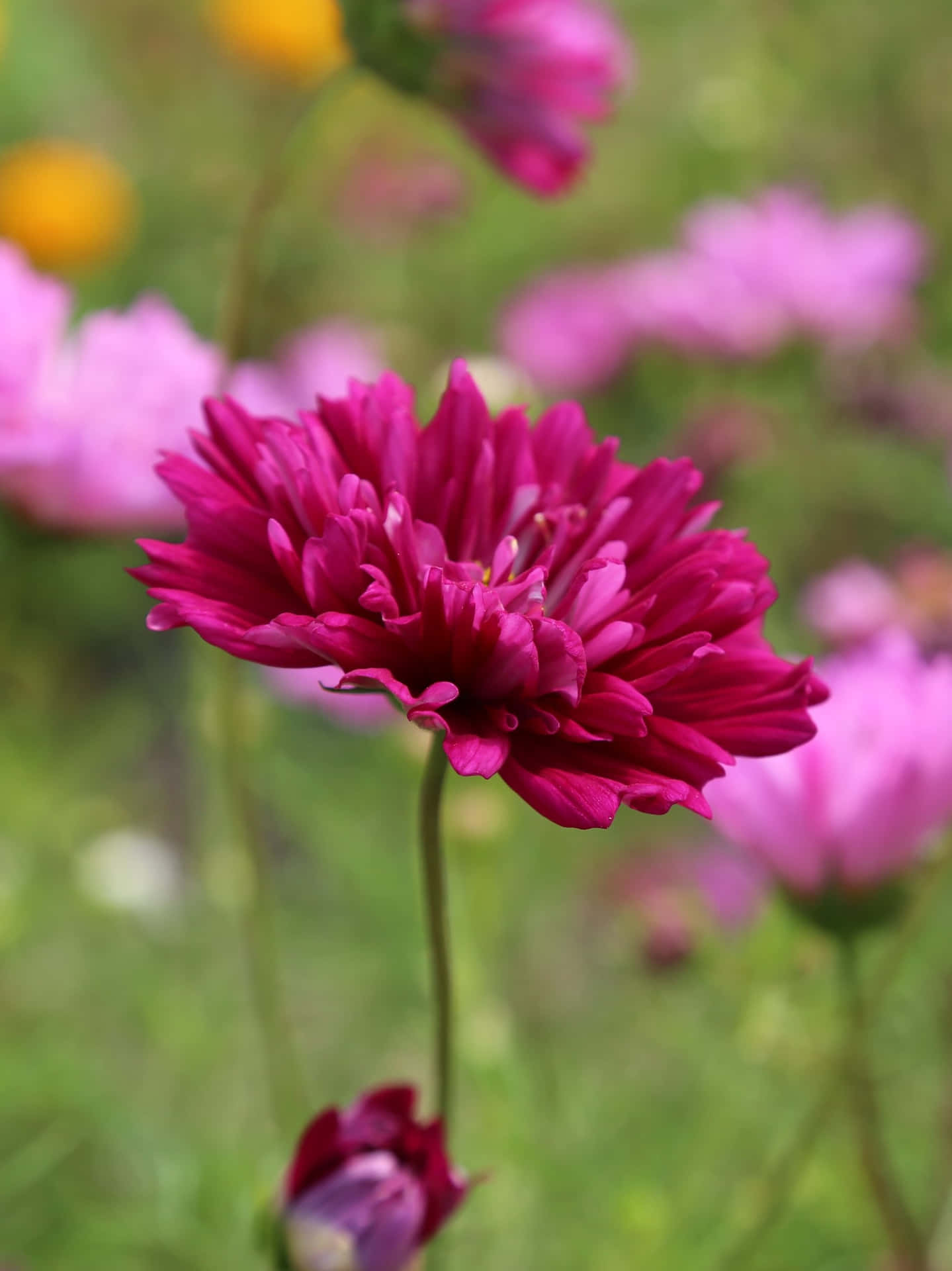 A vibrant pink flower blooming in the spring