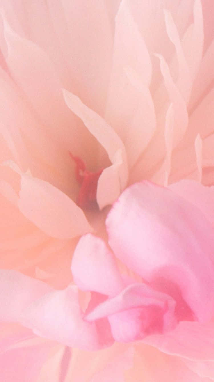 Etblødt, Smukt Rosa Blomst Mod En Grøn Baggrund.