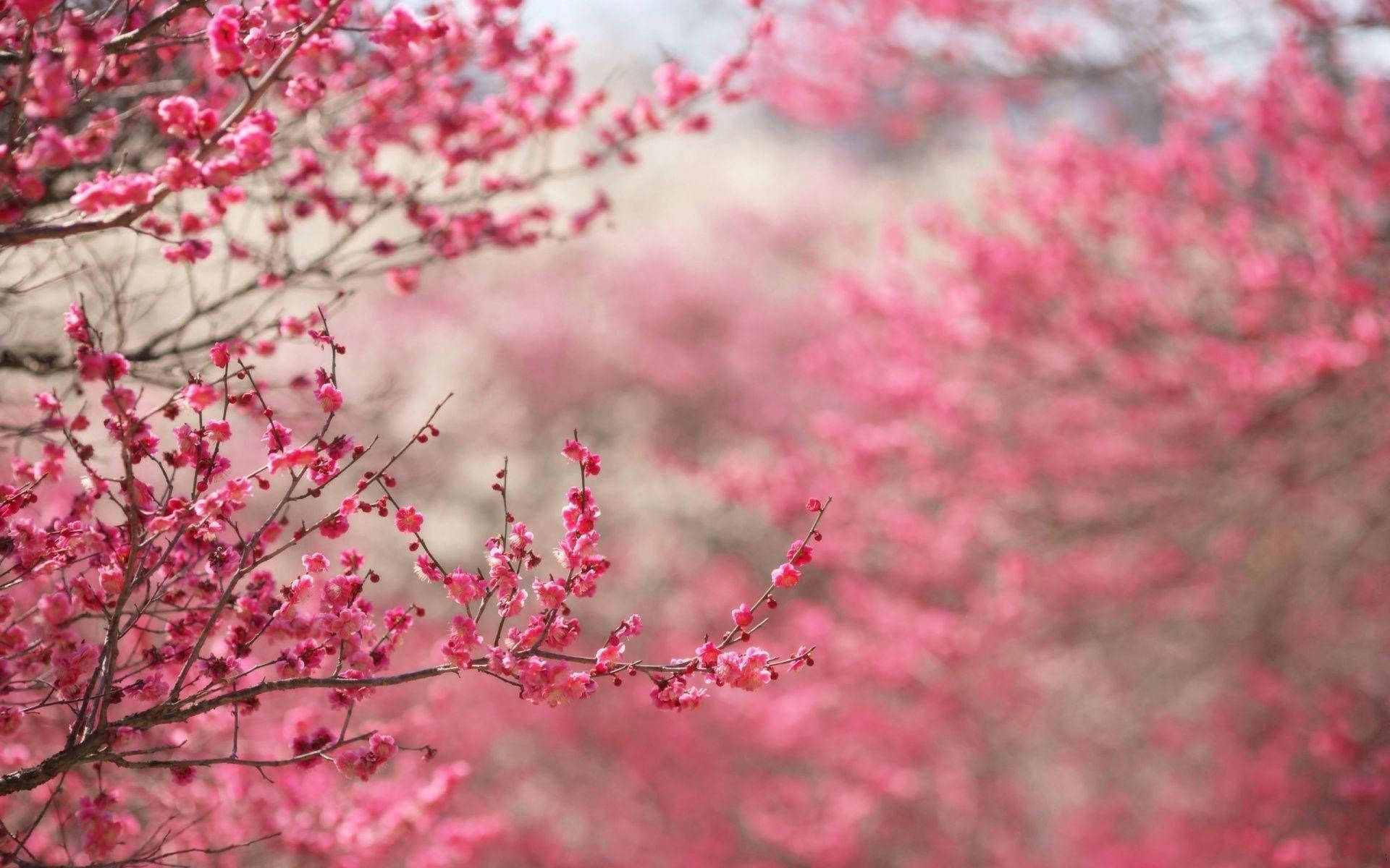 Pink Flower Branches Wallpaper