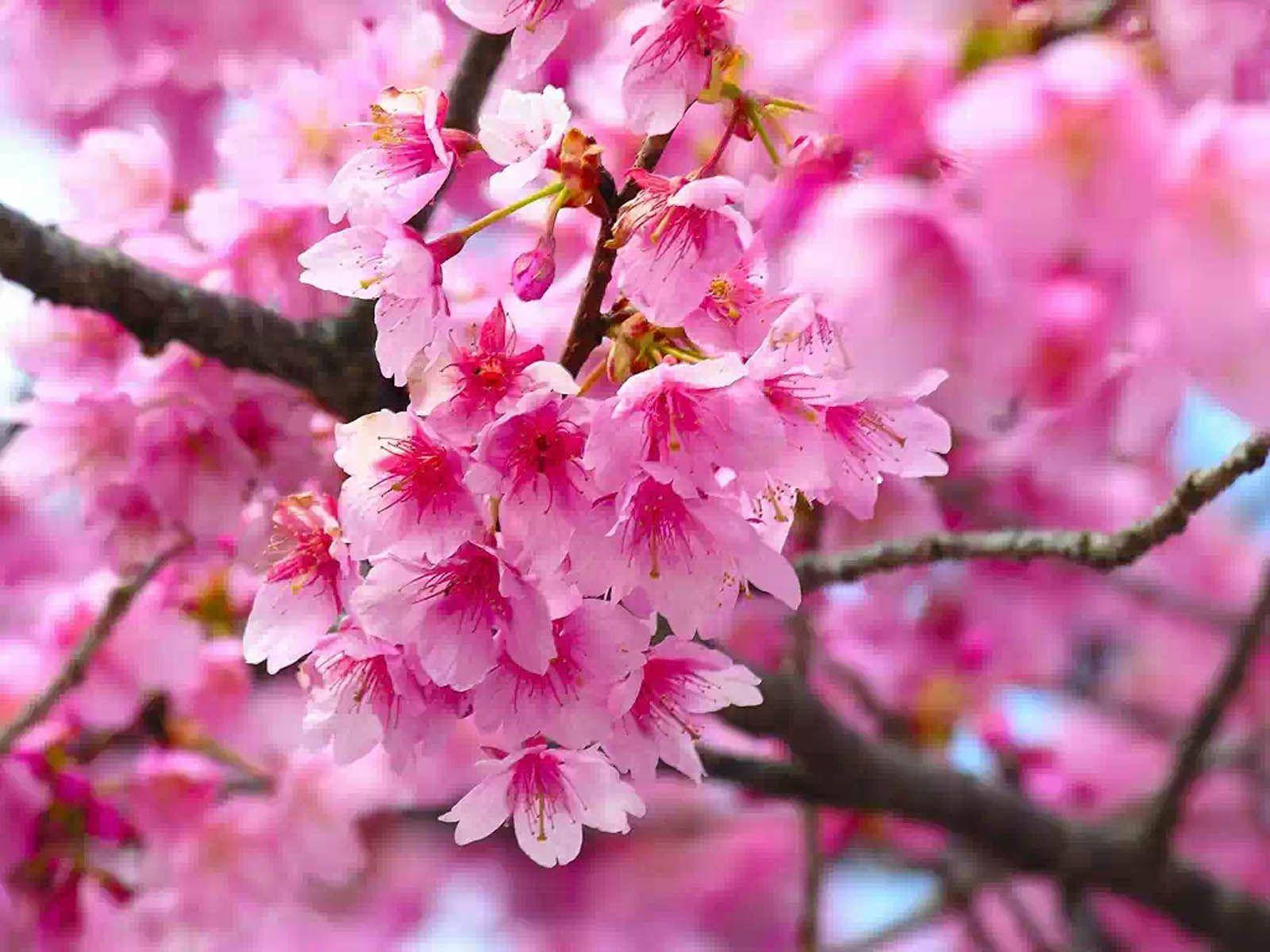 Pink Flower Cherry Blossom Tree Wallpaper