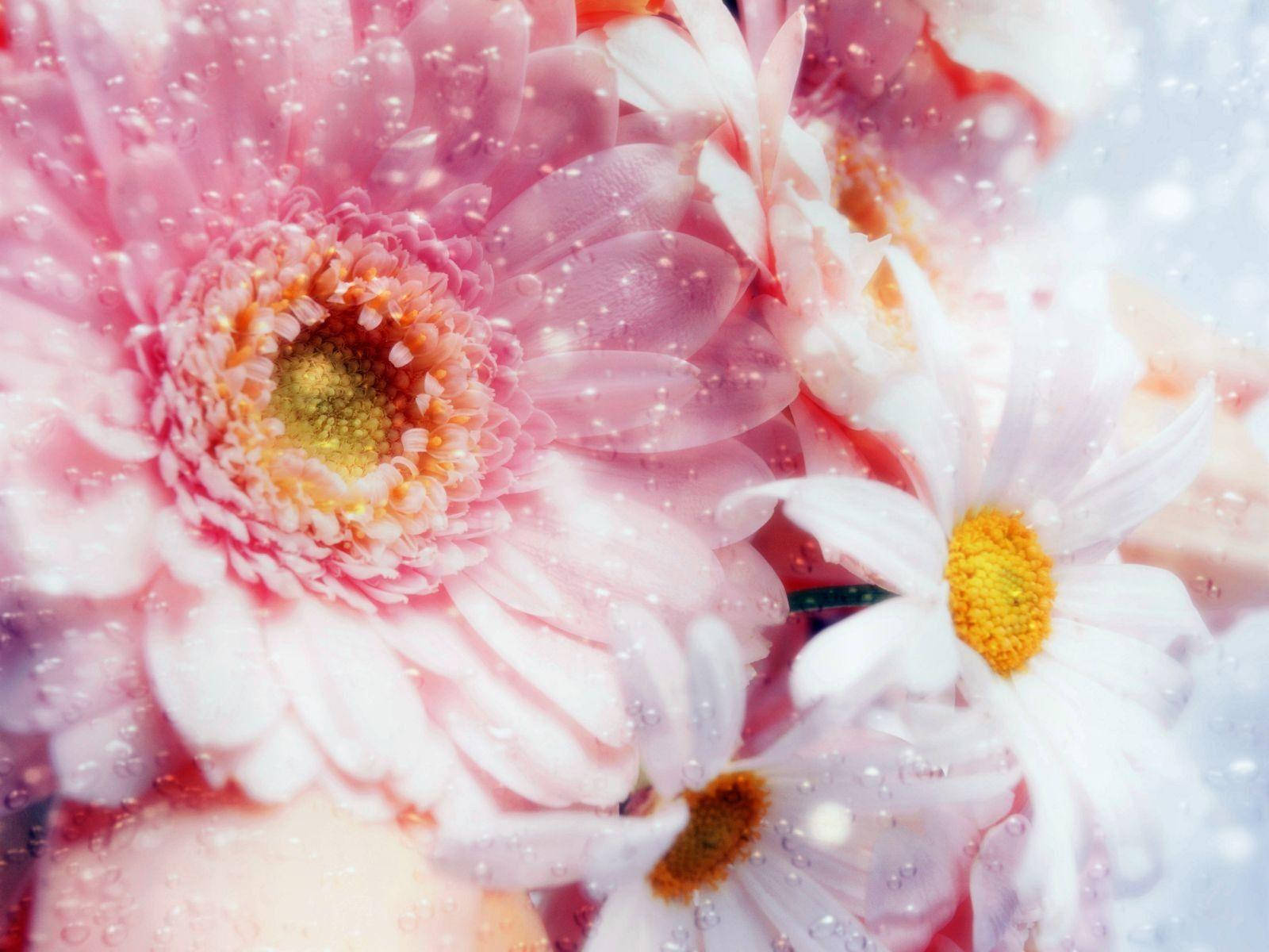 Pink Flower Droplets Wallpaper