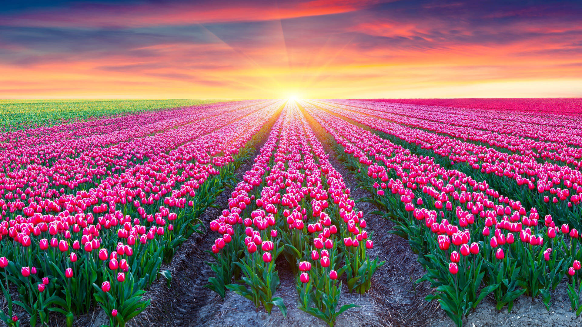 Pink Flower Field Sunrise Wallpaper