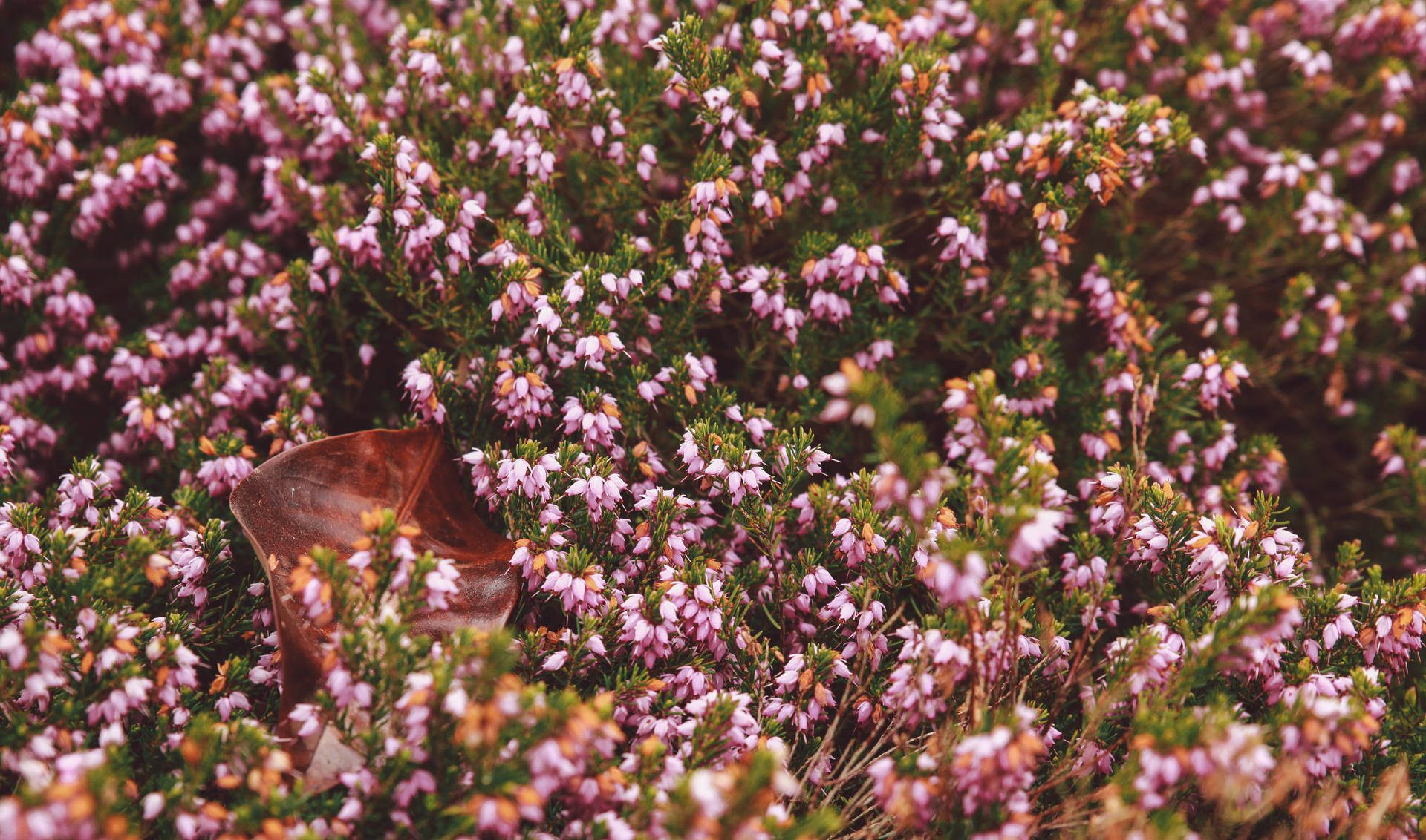Pink Flower Garden With Brown Leaf Wallpaper
