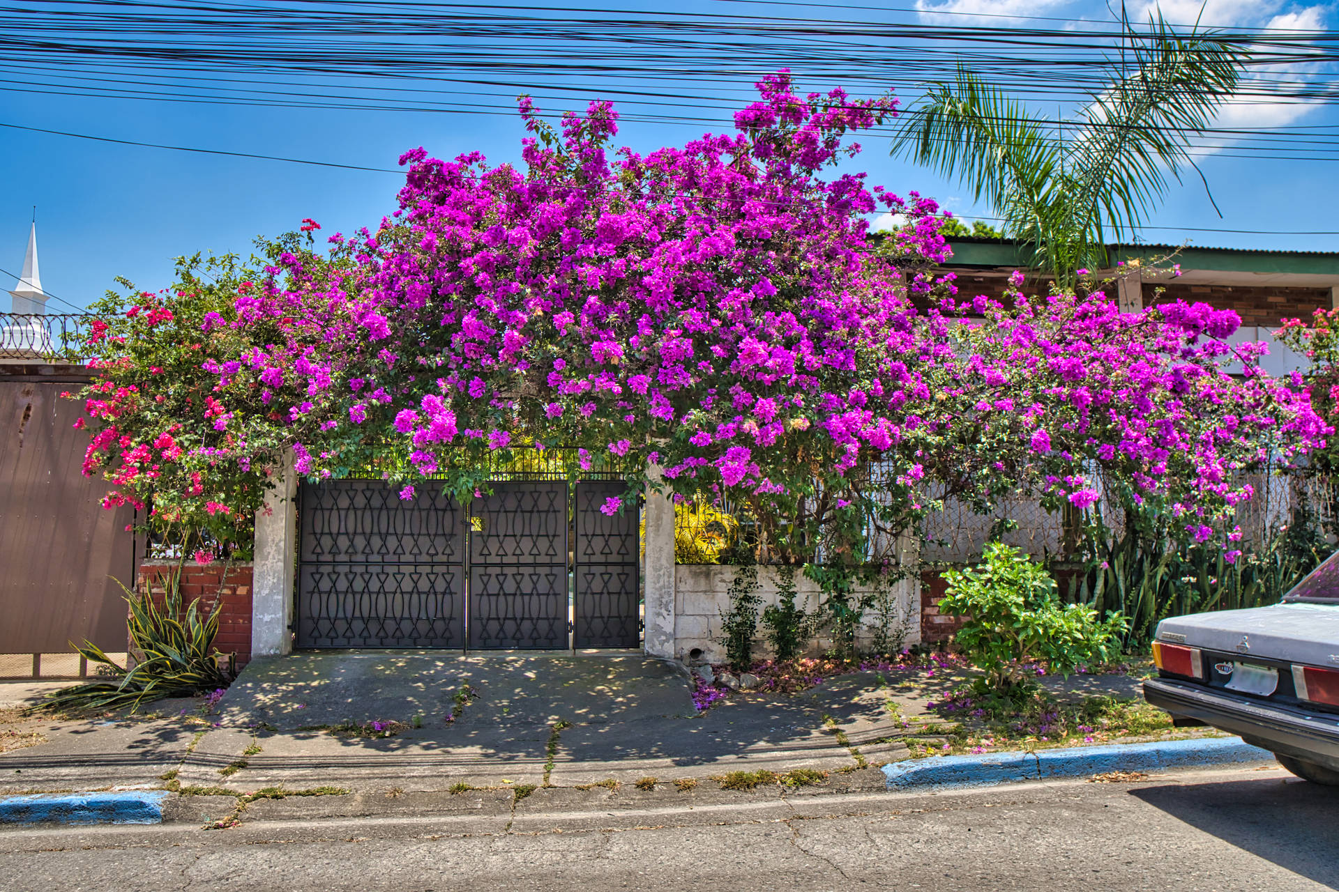 Pink Flower House I Honduras Wallpaper