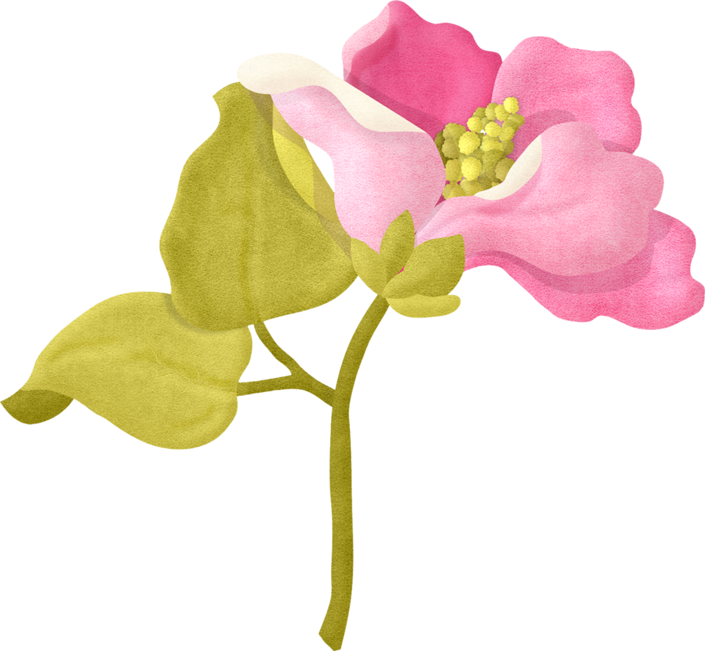 Pink Flower Illustration PNG