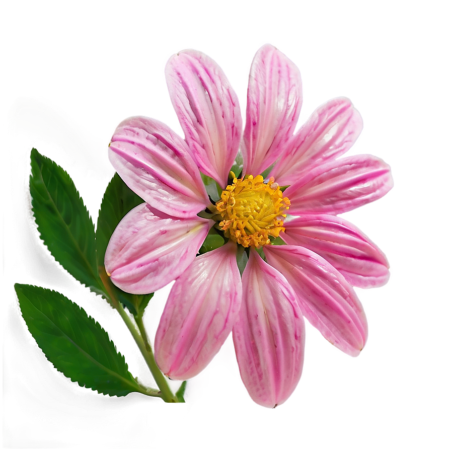 Pink Flower In Sunshine Png 52 PNG