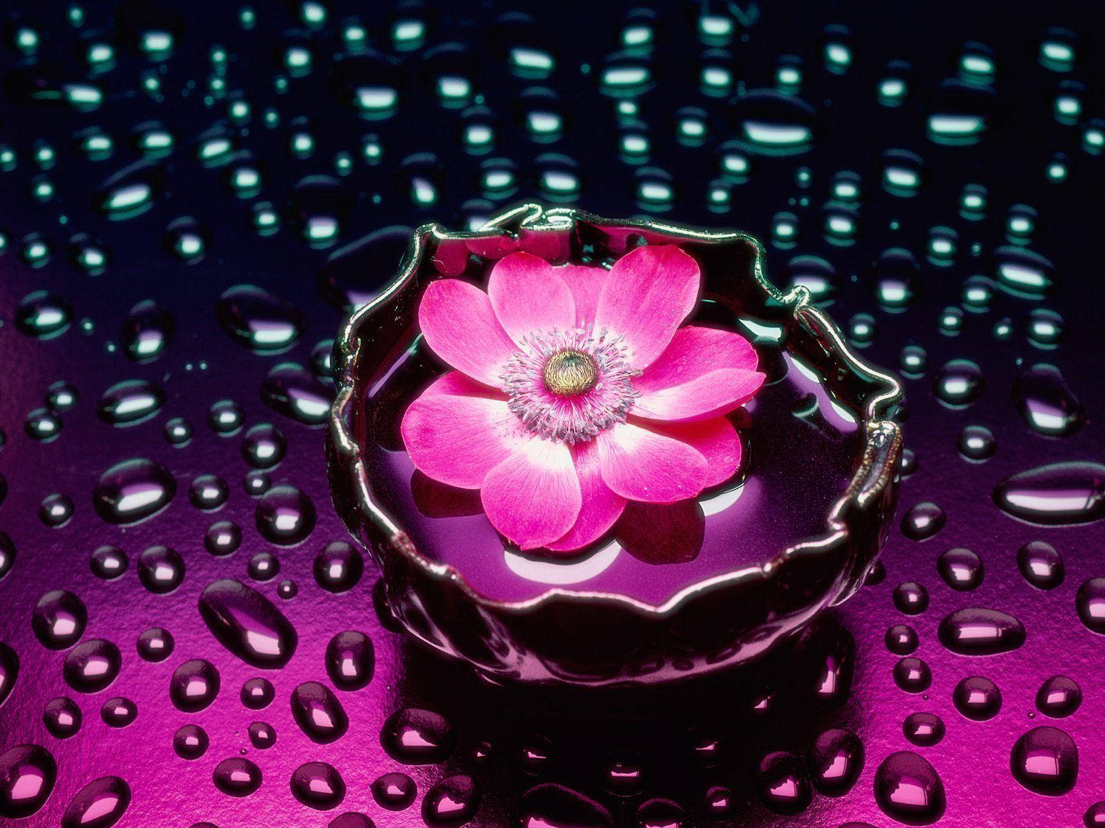An enchanting pink flower making ripples in the water. Wallpaper