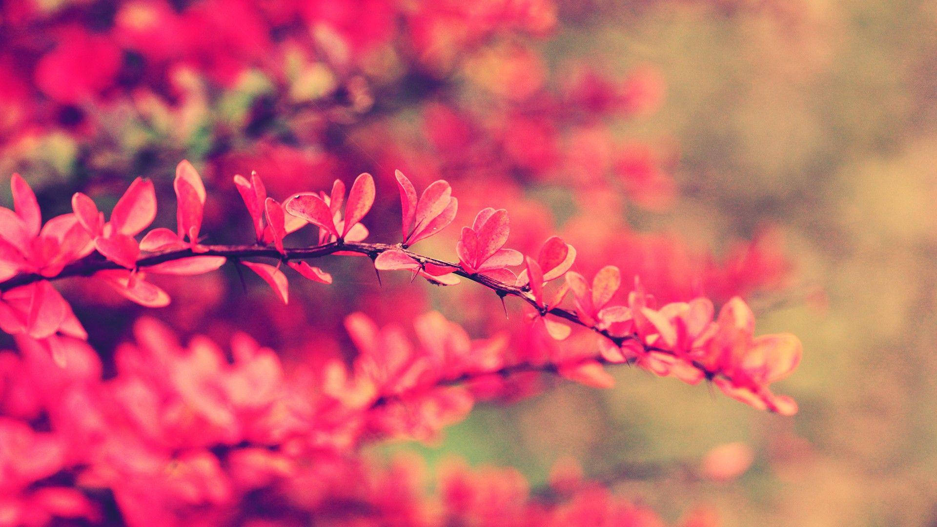 Pink Flower Leaves Wallpaper
