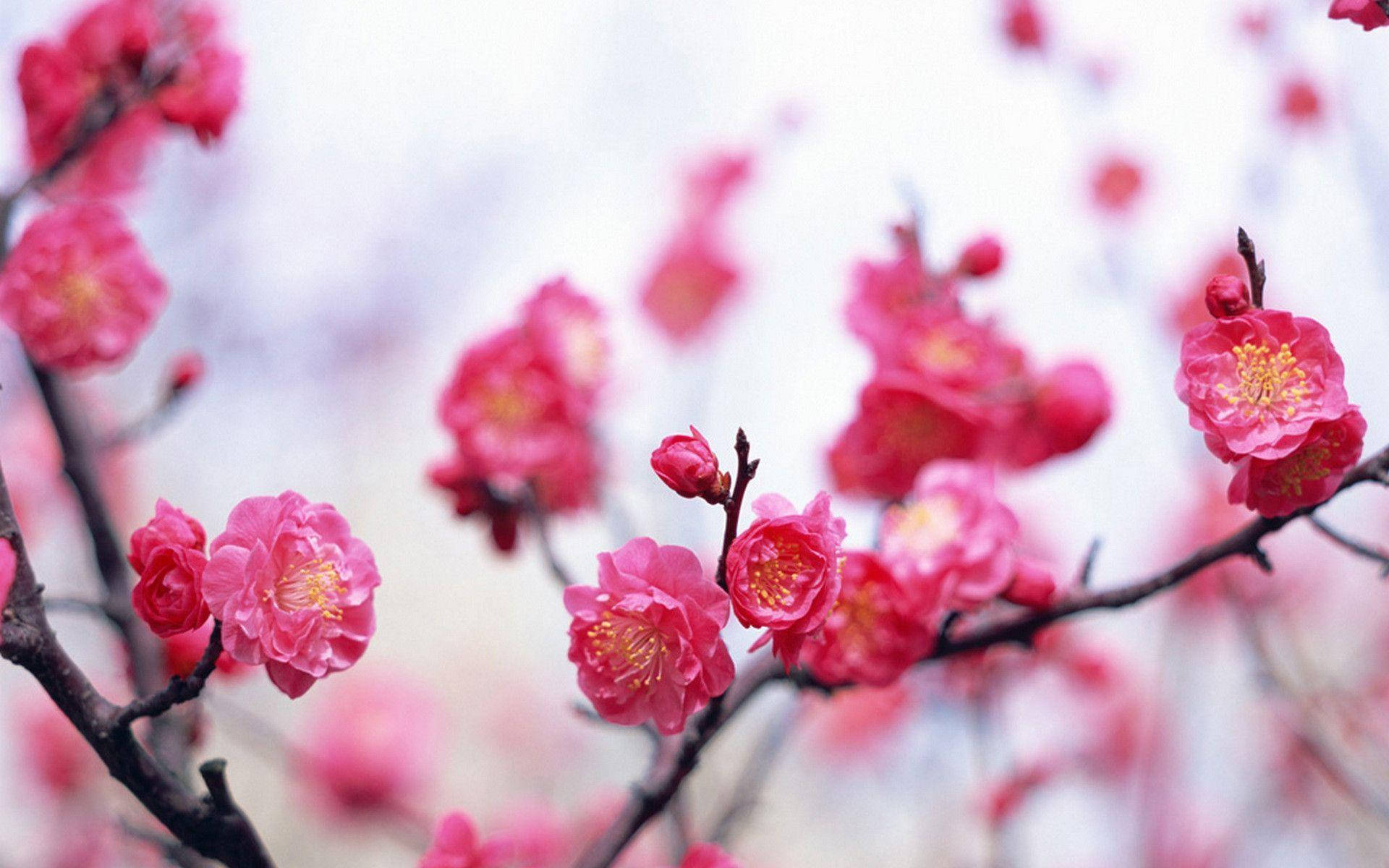 Pink Flower On Branches Wallpaper