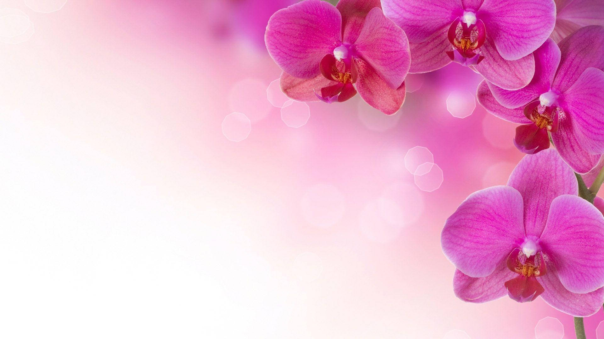 Pink Flower Orchids Wallpaper
