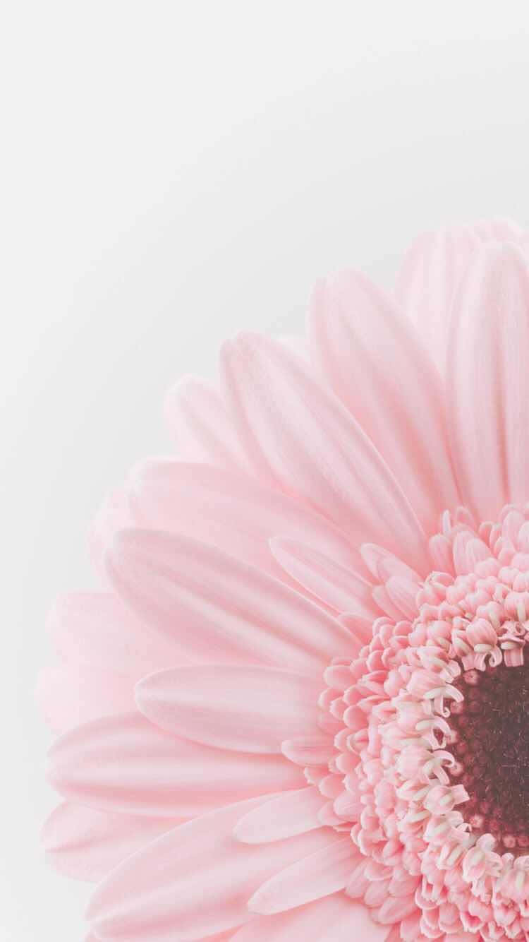 A Pink Flower On A White Background Wallpaper