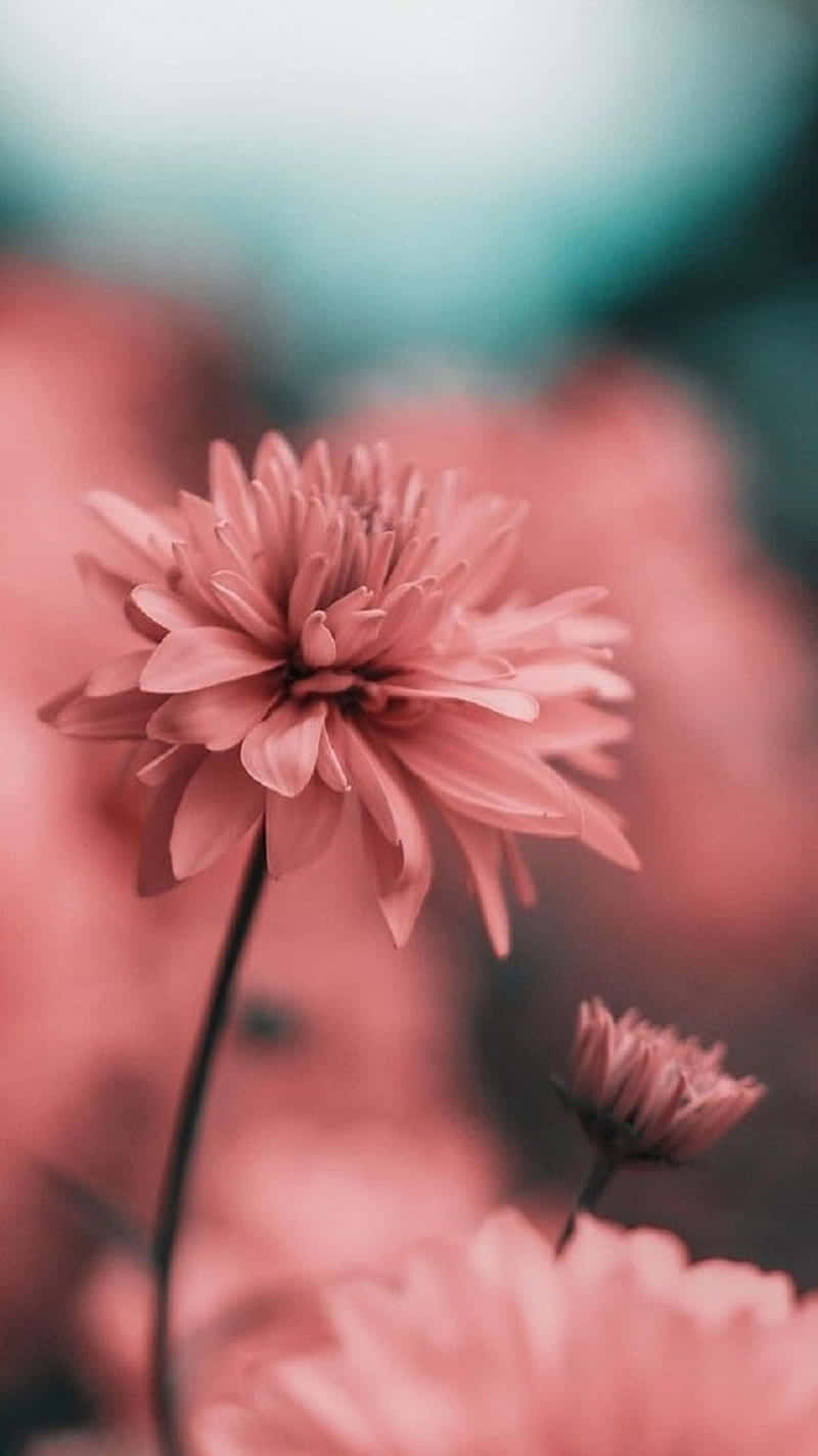 Pink Flowers In The Background Of A Blurry Background Wallpaper