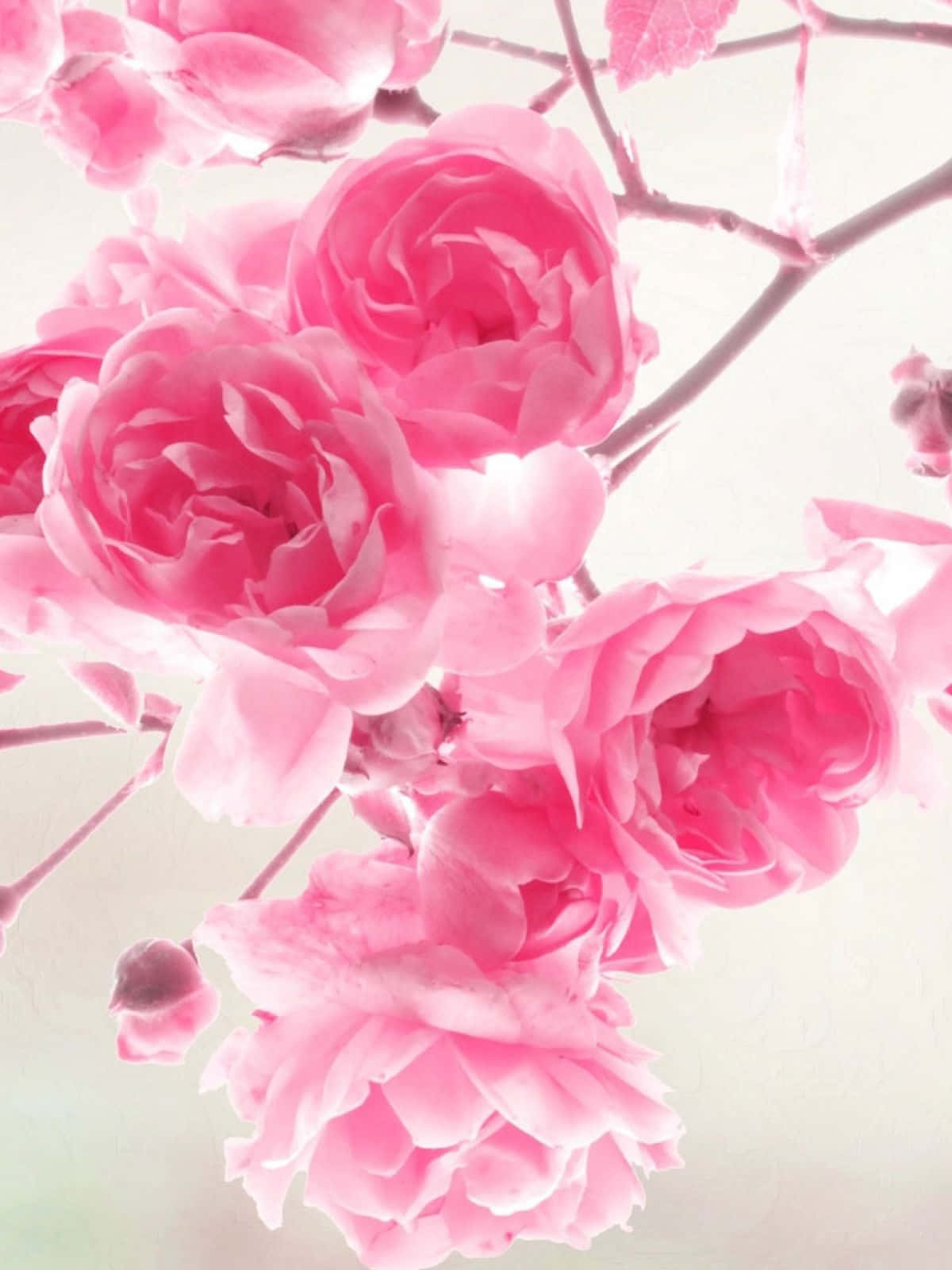 Pink Roses On A Branch With White Background Wallpaper